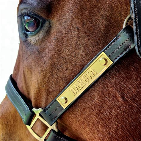 leather horse halter with nameplate.